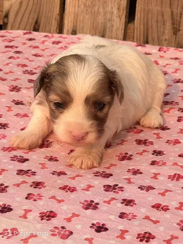 1 – Havapoo puppy for sale in Ontario, OR