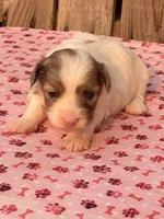 1, a female Havapoo for sale in Ontario, OR – 1 of 4