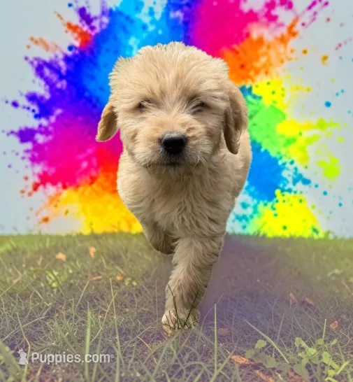Reef – Goldendoodle puppy for sale in Ontario, OR