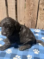 Tide, a male Goldendoodle for sale in Ontario, OR – 5 of 5