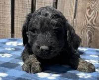 Drifter, a male Goldendoodle for sale in Ontario, OR – 4 of 4
