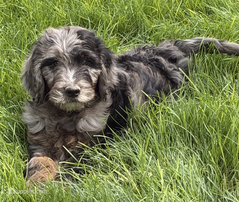 Coral – Goldendoodle puppy for sale in Ontario, OR