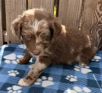 Aspen 3 , a male Australian Shepherd for sale in Ontario, OR – 5 of 5