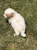Pip, a female Poodle - Miniature  for sale in Ontario, OR – 2 of 3