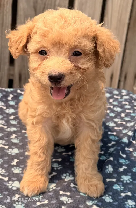 Maui – Poodle - Toy , Miniature Aussiedoodle puppy for sale in Ontario, OR