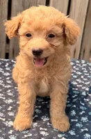Maui, a male Poodle - Toy  and Miniature Aussiedoodle for sale in Ontario, OR – 1 of 7