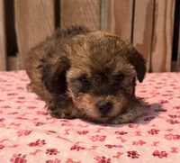 Zara, a female Doxiepoo for sale in Ontario, OR – 2 of 4
