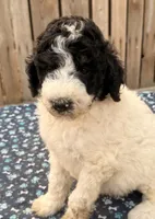 Stuart (Moyen). AKC, a male Poodle - Miniature  and Poodle - Standard  for sale in Ontario, OR – 2 of 3