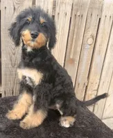 Tilly, a female Miniature Australian Shepherd and Miniature Bernedoodle for sale in Ontario, OR – 3 of 4