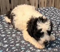 Kona, a male Poodle - Toy  and Miniature Aussiedoodle for sale in Ontario, OR – 3 of 4