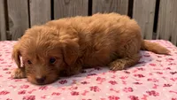 Hula, a female Poodle - Toy  and Miniature Aussiedoodle for sale in Ontario, OR – 3 of 5