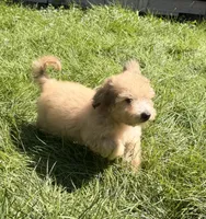 Zeke, a male Doxiepoo for sale in Ontario, OR – 3 of 8
