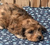 Pickle (5), a male Miniature Schnauzer and Schnoodle for sale in Ontario, OR – 2 of 3