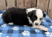 Aspen 1, a male Australian Shepherd for sale in Ontario, OR – 2 of 4