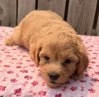 Fiji, a female Poodle - Toy  and Miniature Aussiedoodle for sale in Ontario, OR – 2 of 5