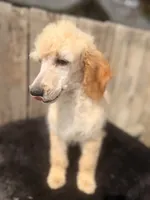 Apricot Tulip G , a female Poodle - Standard  for sale in Ontario, OR – 3 of 3