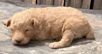 Maui, a male Poodle - Toy  and Miniature Aussiedoodle for sale in Ontario, OR – 6 of 7