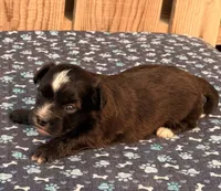 3, a male Havapoo for sale in Ontario, OR – 3 of 4