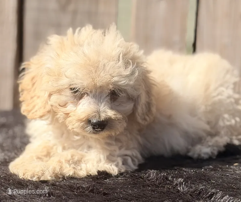 Jomba – Maltipoo puppy for sale in Ontario, OR