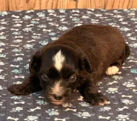 3, a male Havapoo for sale in Ontario, OR – 4 of 4