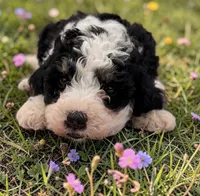 Birdie, a female Sheepadoodle for sale in Ontario, OR – 1 of 1