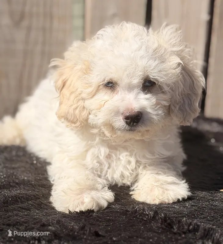 Sparky – Maltipoo puppy for sale in Ontario, OR