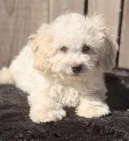 Sparky, a male Maltipoo for sale in Ontario, OR – 1 of 4