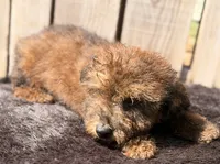 Zorro, a male Doxiepoo for sale in Ontario, OR – 2 of 8