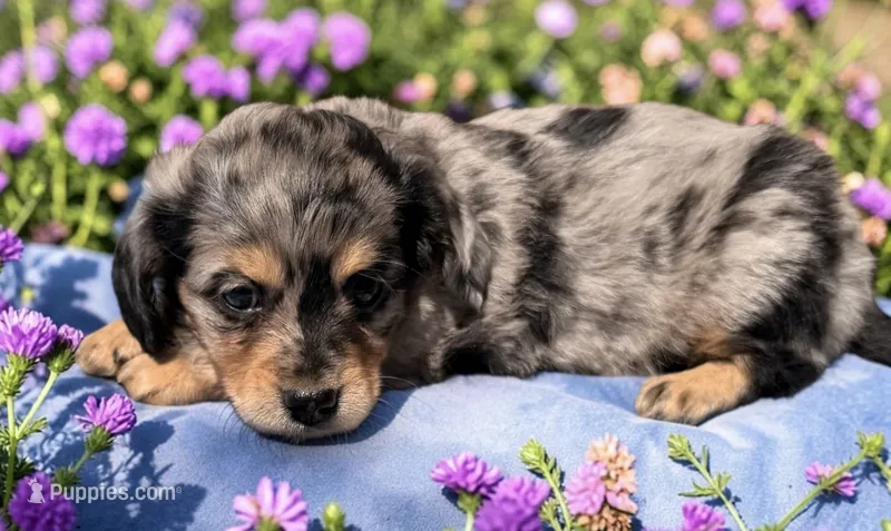 Albert  – Miniature Dachshund puppy for sale in Ontario, OR