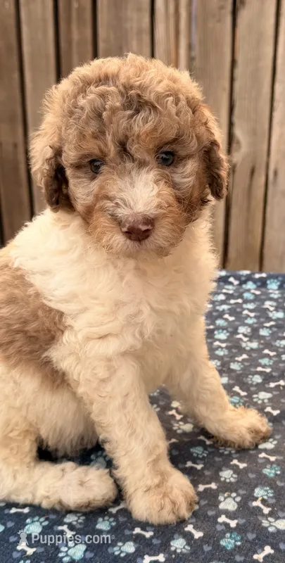 Baldy (Moyen). AKC  – Poodle - Miniature , Poodle - Standard  puppy for sale in Ontario, OR