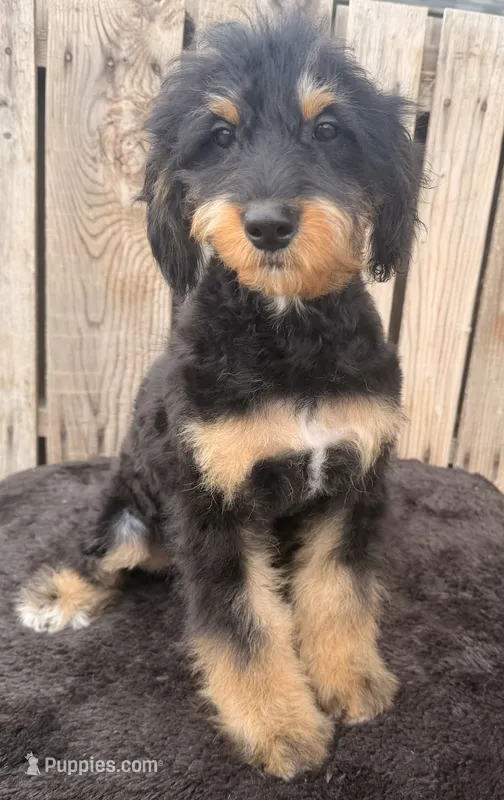 Tilly – Miniature Australian Shepherd, Miniature Bernedoodle puppy for sale in Ontario, OR
