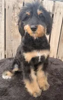 Tilly, a female Miniature Australian Shepherd and Miniature Bernedoodle for sale in Ontario, OR – 1 of 4