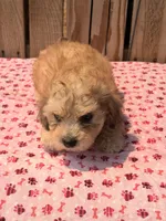 Zadie, a female Doxiepoo for sale in Ontario, OR – 3 of 4