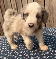 Mulberry, a male Miniature Australian Shepherd and Miniature Bernedoodle for sale in Ontario, OR – 3 of 4