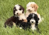 Brownie, a male Sheepadoodle for sale in Ontario, OR – 3 of 3