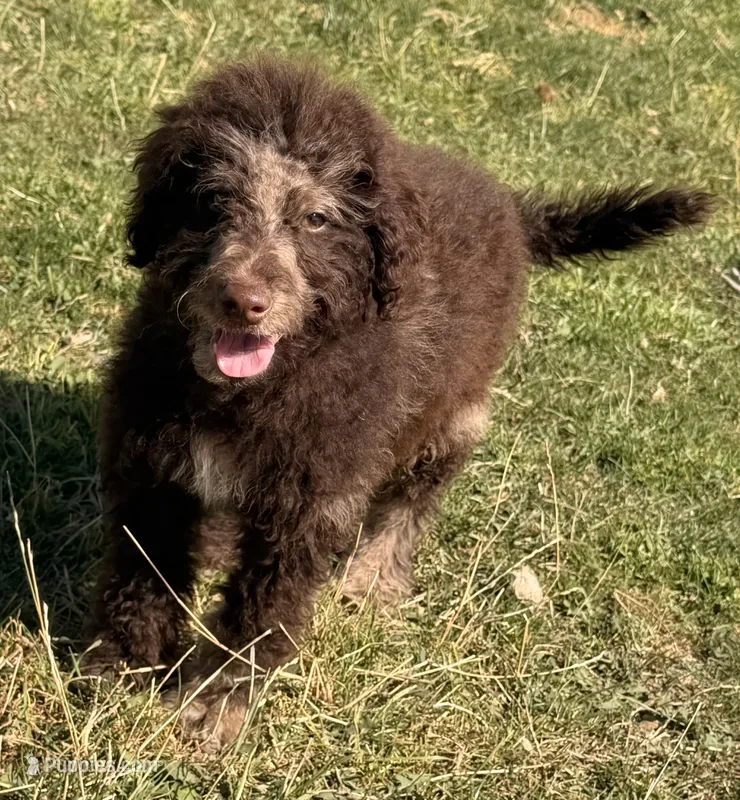 Strawberry – Miniature Australian Shepherd, Miniature Bernedoodle puppy for sale in Ontario, OR