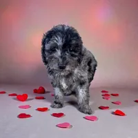 Hailie, a female Poodle - Miniature  for sale in Ontario, OR – Photo 1 of 6