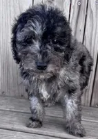 Hailie, a female Poodle - Miniature  for sale in Ontario, OR – Photo 4 of 6