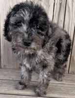 Hailie, a female Poodle - Miniature  for sale in Ontario, OR – Photo 3 of 6