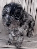 Hailie, a female Poodle - Miniature  for sale in Ontario, OR – Photo 5 of 6