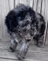 Hailie, a female Poodle - Miniature  for sale in Ontario, OR – Photo 2 of 6