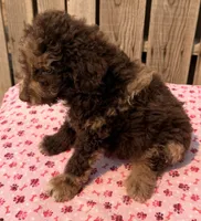 Strawberry, a male Miniature Australian Shepherd and Miniature Bernedoodle for sale in Ontario, OR – 4 of 4