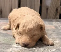 Maui, a male Poodle - Toy  and Miniature Aussiedoodle for sale in Ontario, OR – 5 of 7