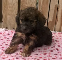 Toasty 3, a female Miniature Schnauzer and Schnoodle for sale in Ontario, OR – 4 of 4