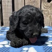 Cove, a male Goldendoodle for sale in Ontario, OR – 3 of 4