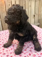 Sierra (Moyen). AKC , a female Poodle - Miniature  and Poodle - Standard  for sale in Ontario, OR – 4 of 5