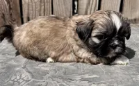 Fozzie, a male Shih Tzu for sale in Ontario, OR – Photo 5 of 5