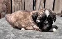 Fozzie, a male Shih Tzu for sale in Ontario, OR – Photo 2 of 5