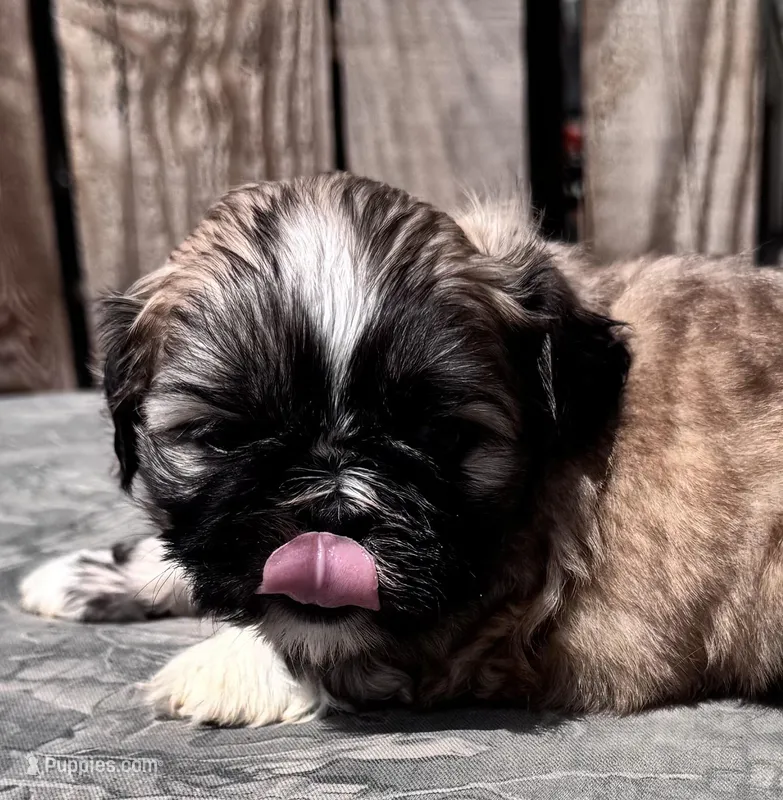 Fozzie – Shih Tzu puppy for sale in Ontario, OR