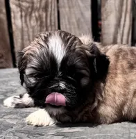 Fozzie, a male Shih Tzu for sale in Ontario, OR – Photo 1 of 5
